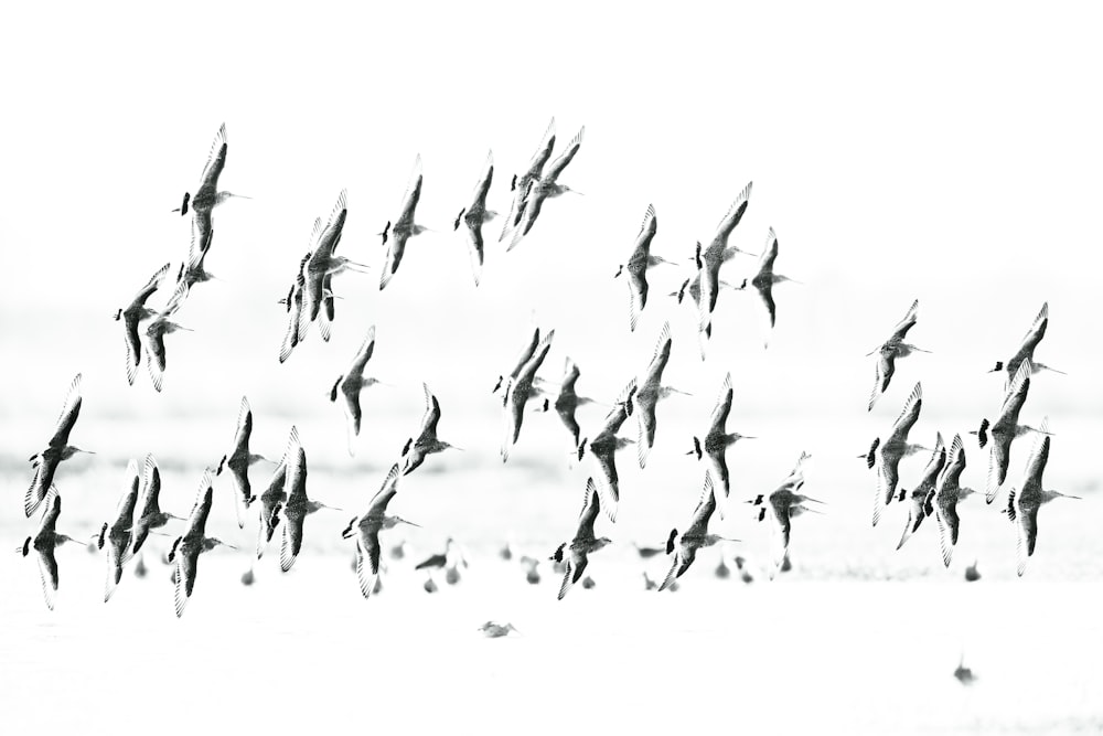 ein Vogelschwarm, der über einen Strand fliegt