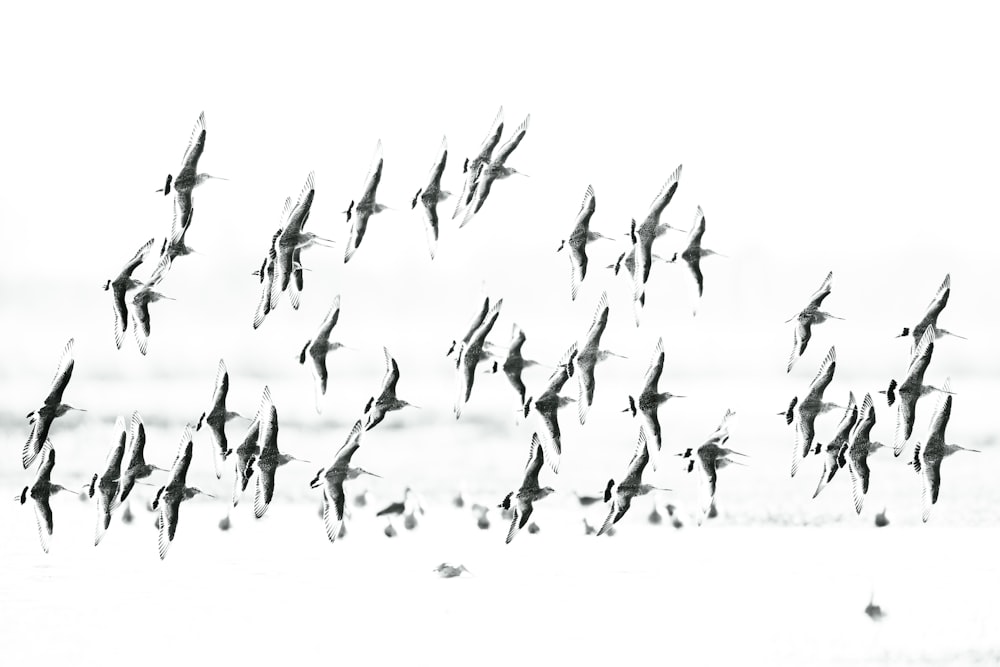 a flock of birds flying over a beach