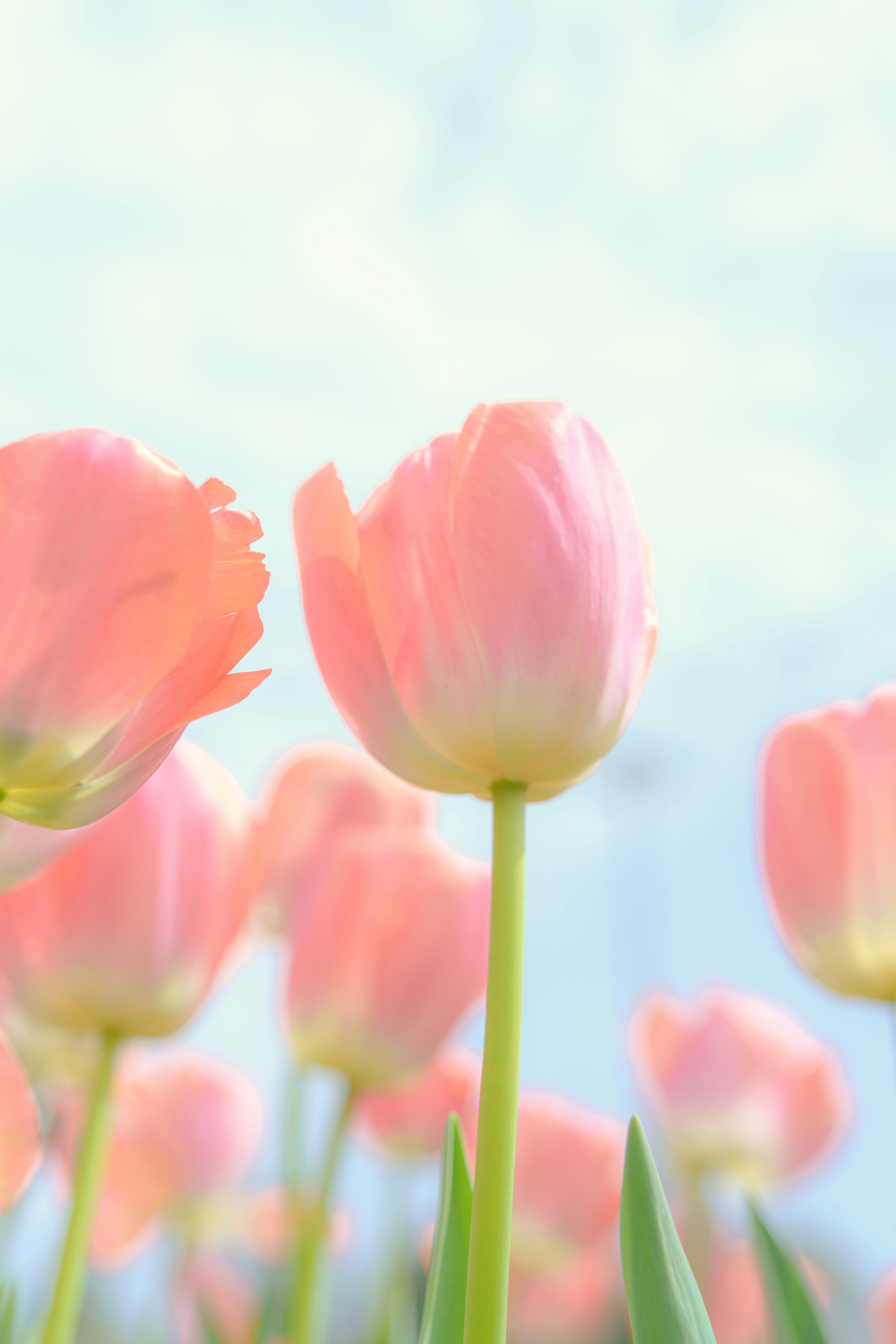 Photo by xiexianghua