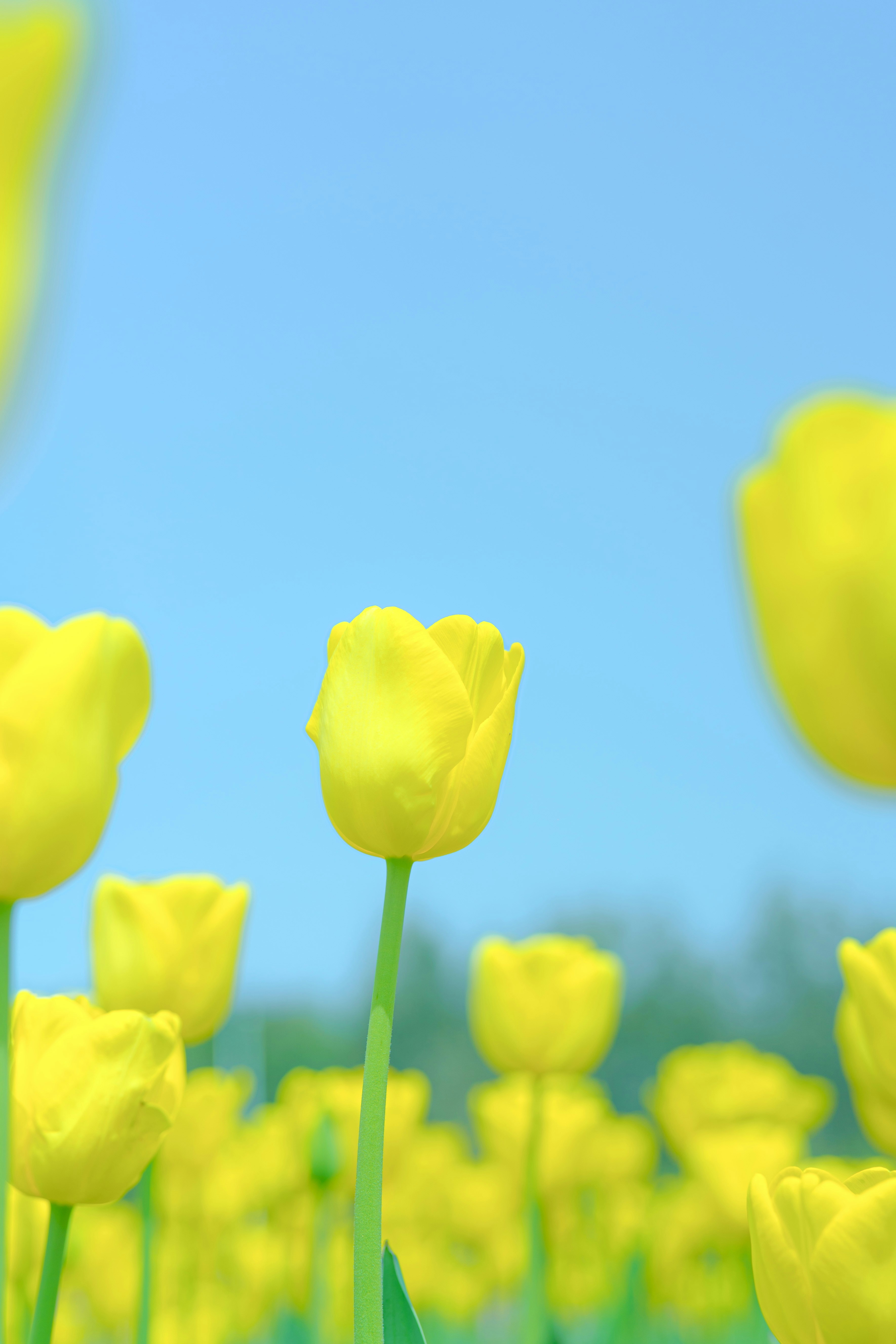 Photo by xiexianghua