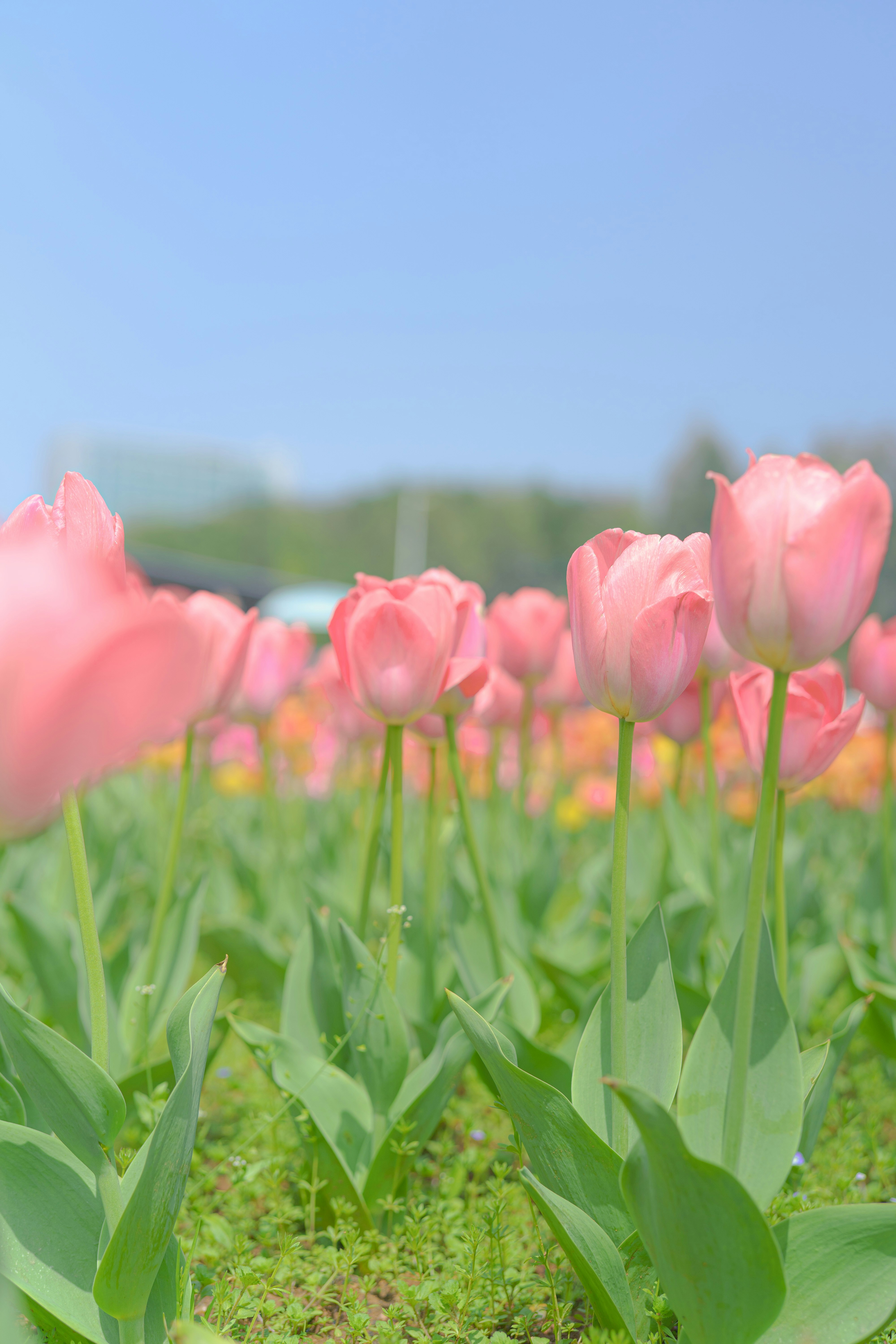 Photo by xiexianghua