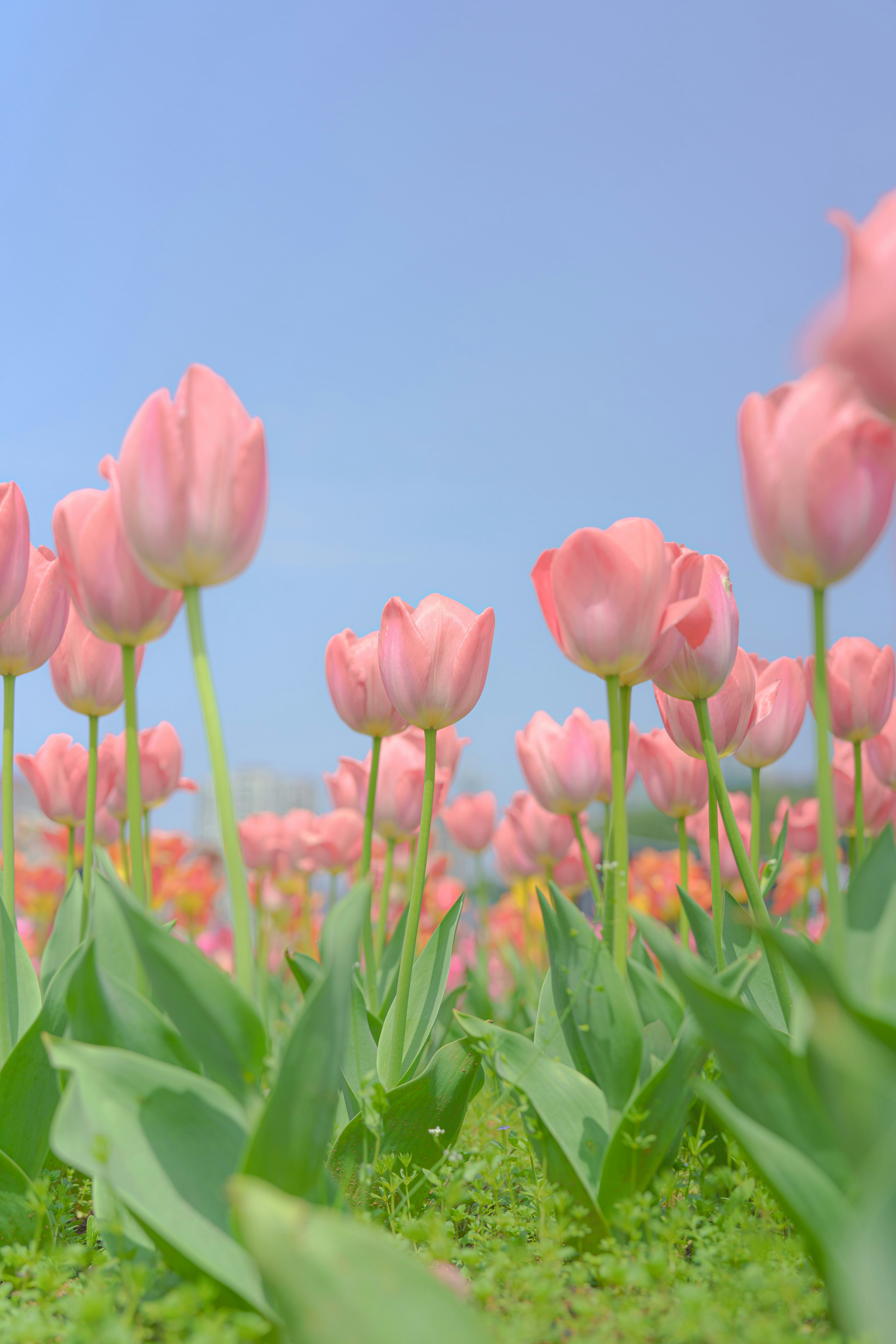 Photo by xiexianghua