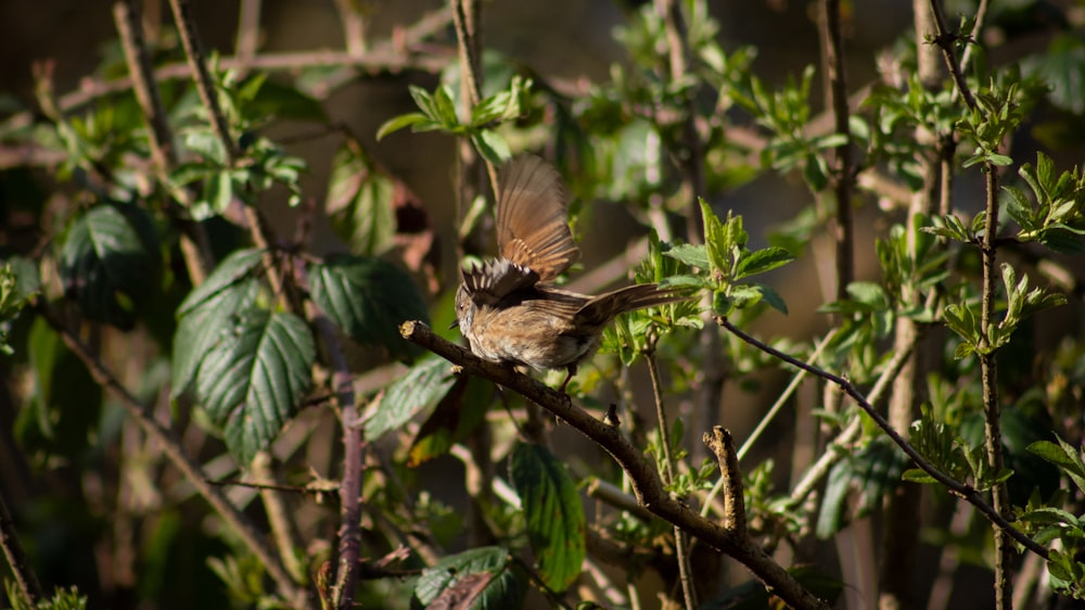 a small bird sitting on top of a tree branch