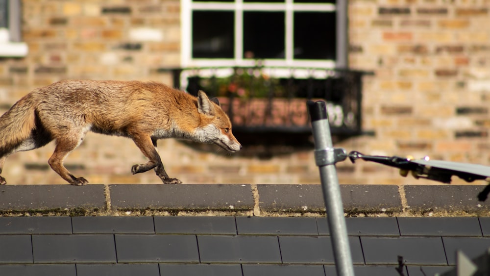 a red fox running across a roof next to a bicycle