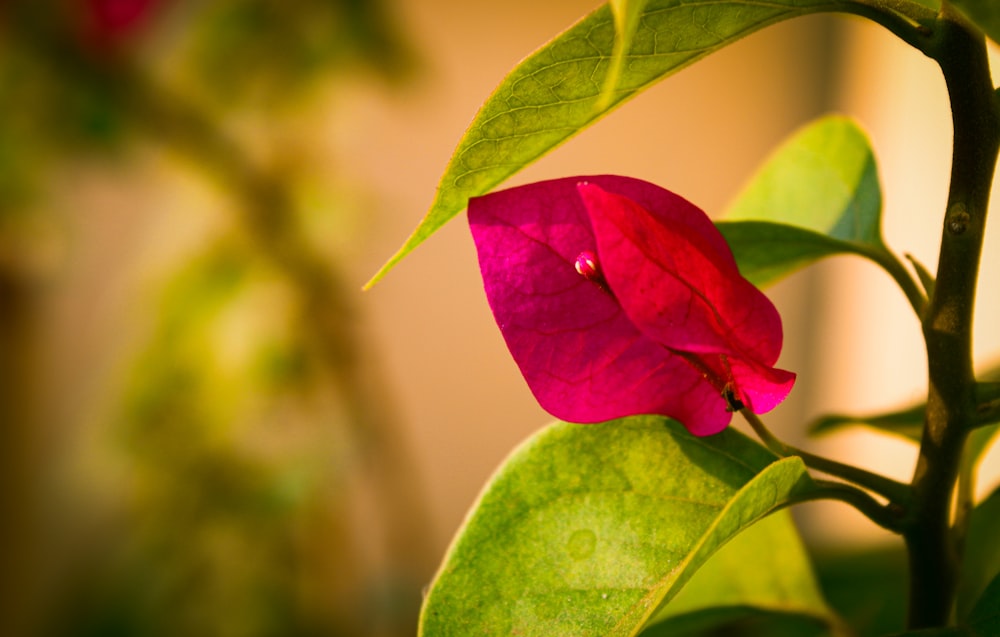 a pink flower with green leaves in the background