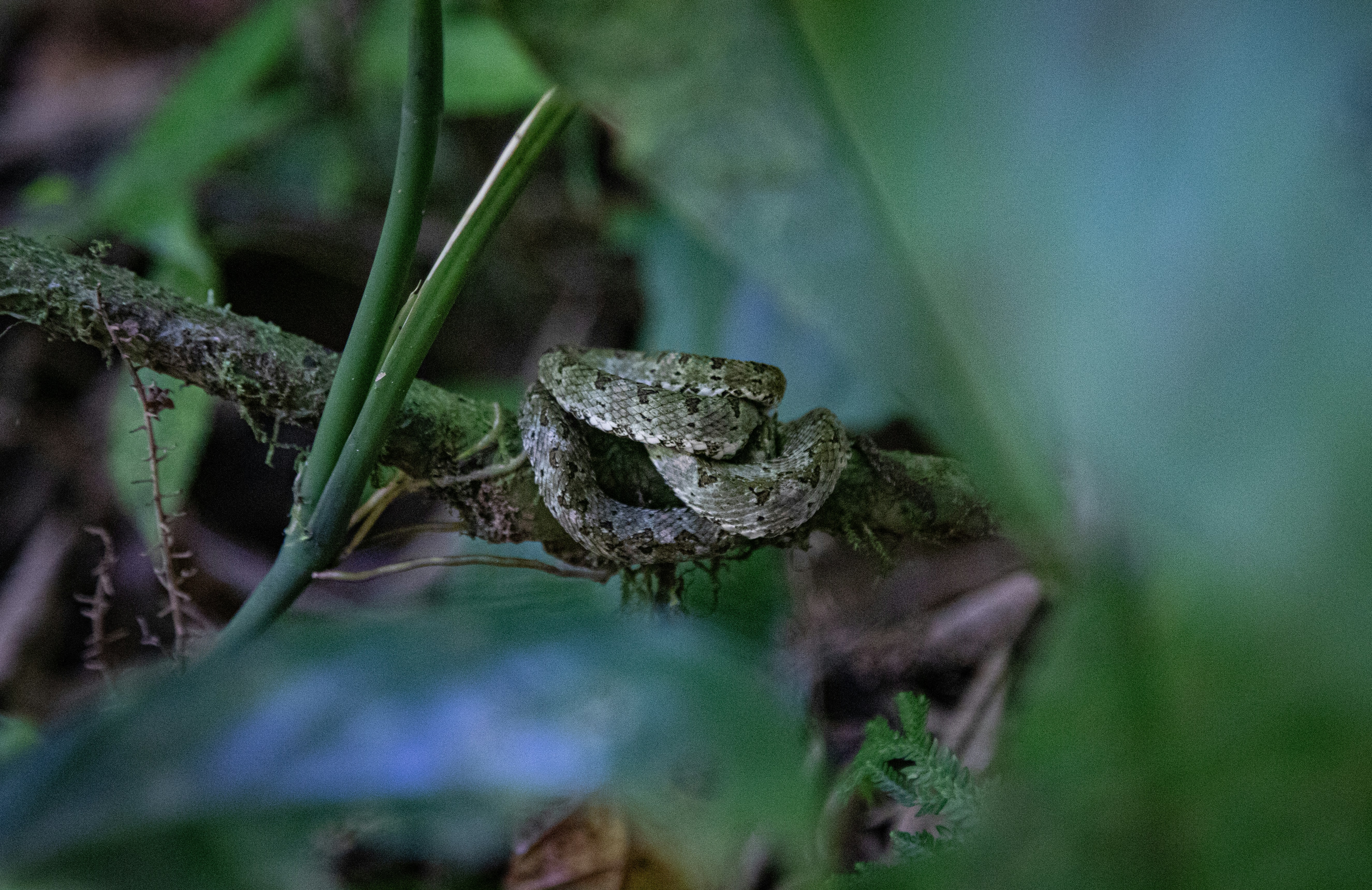 The eyelash viper, perfectly camouflaged among the forest foliage, demonstrates its natural adaptation for ambush predation. Native to the rainforests of Costa Rica, its presence is a testament to the biodiversity and complex ecology of the region.