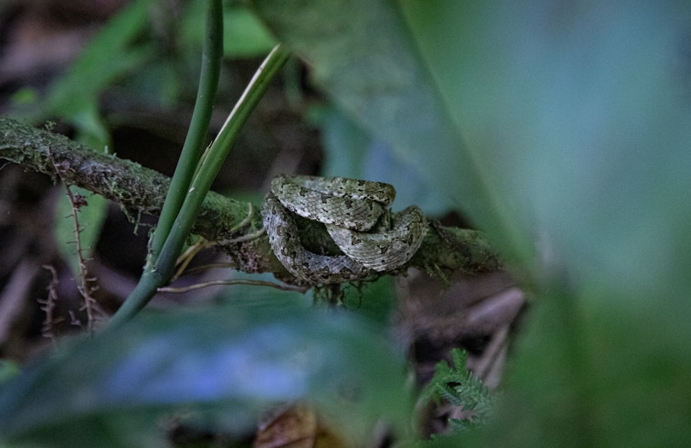 a frog is sitting on a branch in the grass