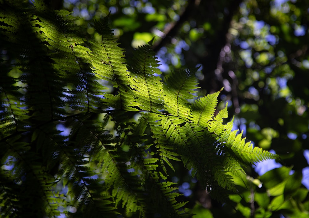 a close up of a green leafy tree