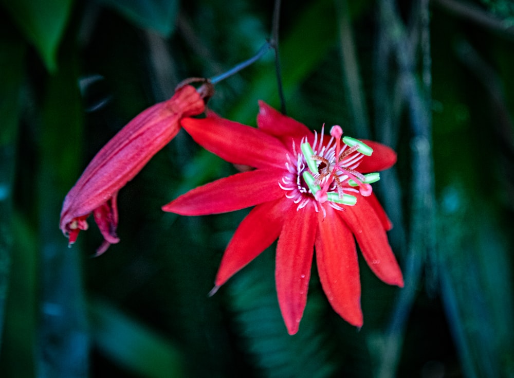 un primer plano de una flor roja en una planta