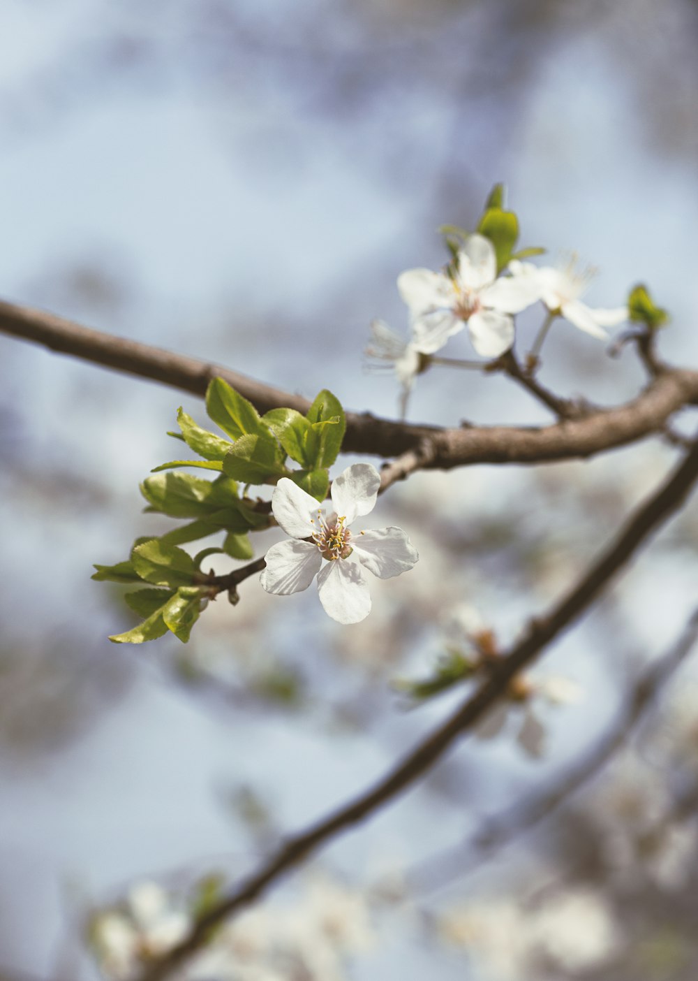 a branch of a tree with white flowers