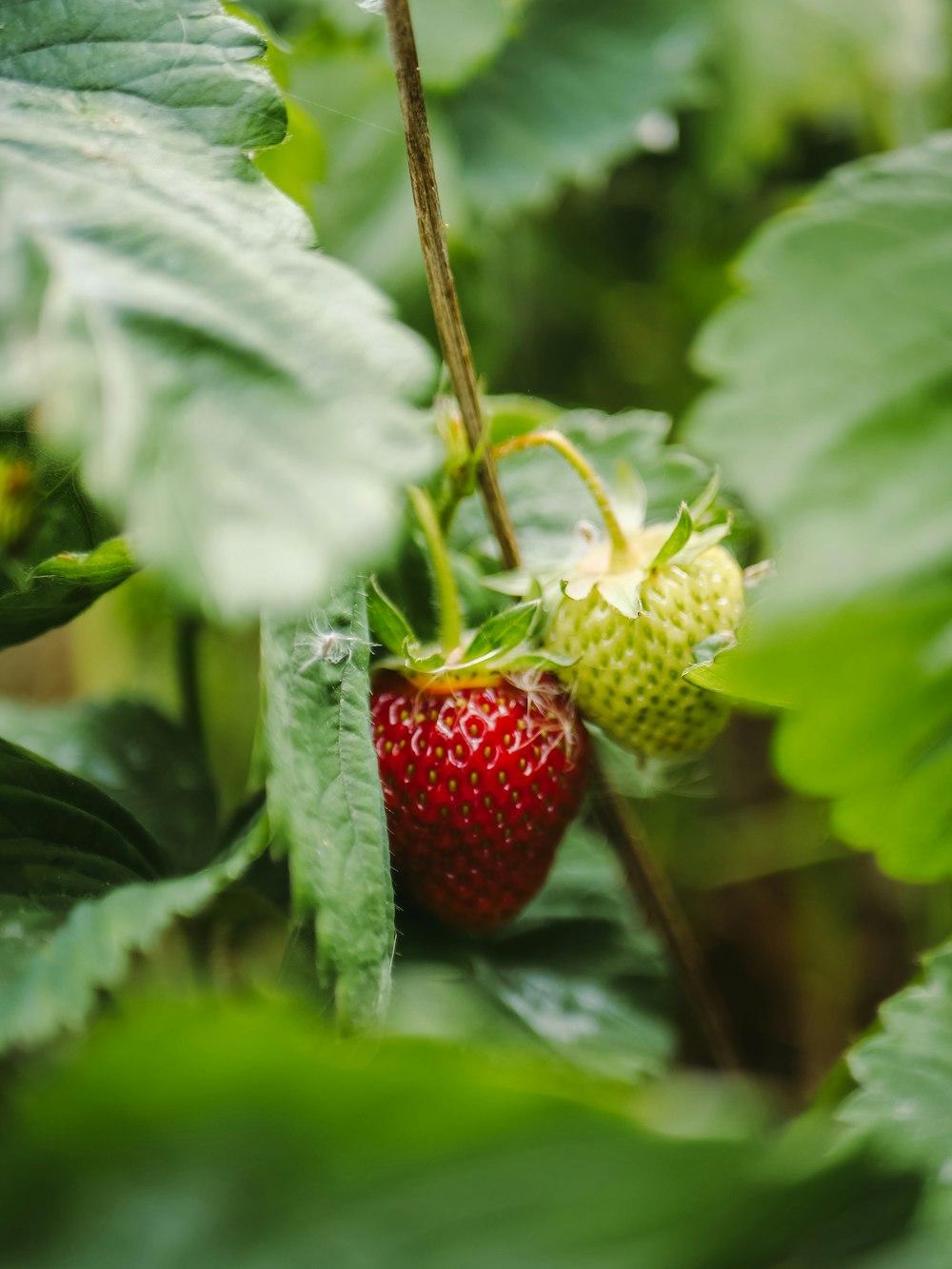 a close up of a strawberry on a plant