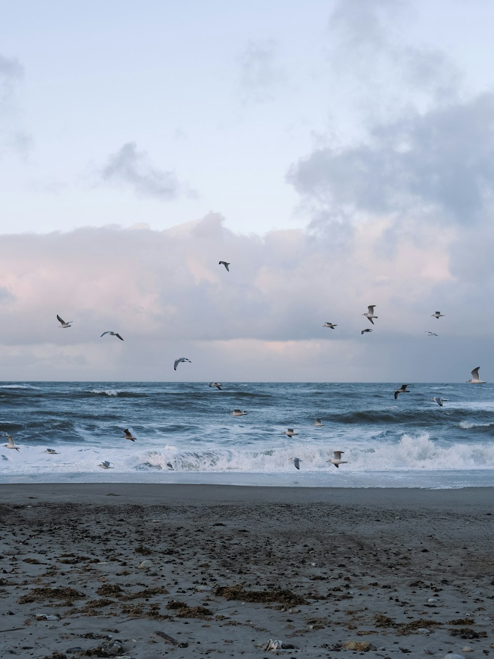 a flock of birds flying over the ocean