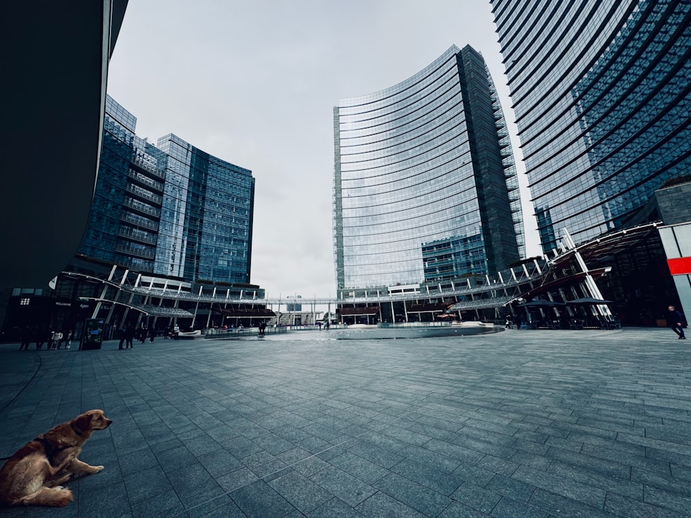 a dog sitting on the ground in front of a building