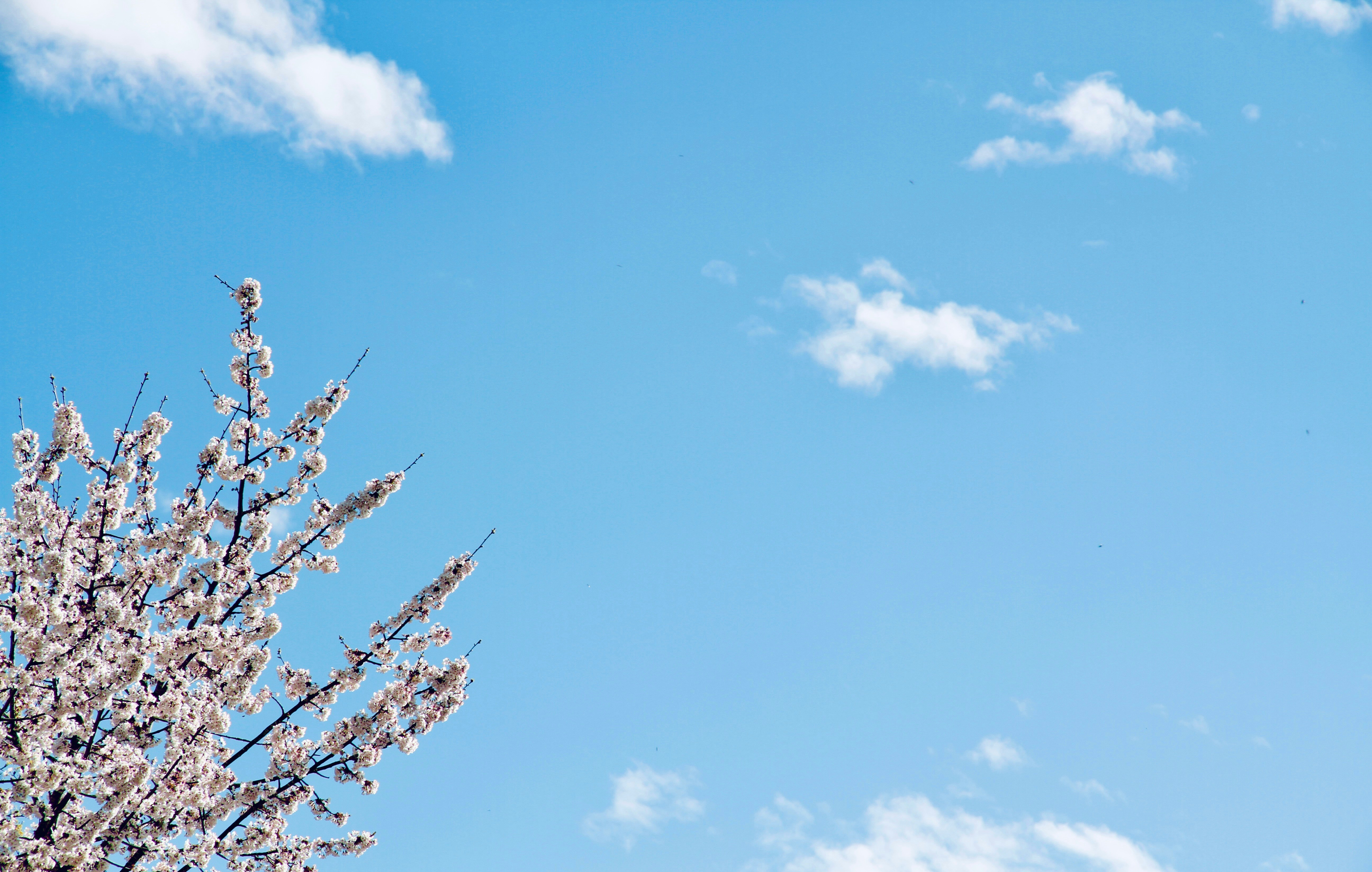 un albero con tanti fiori bianchi davanti a un cielo azzurro