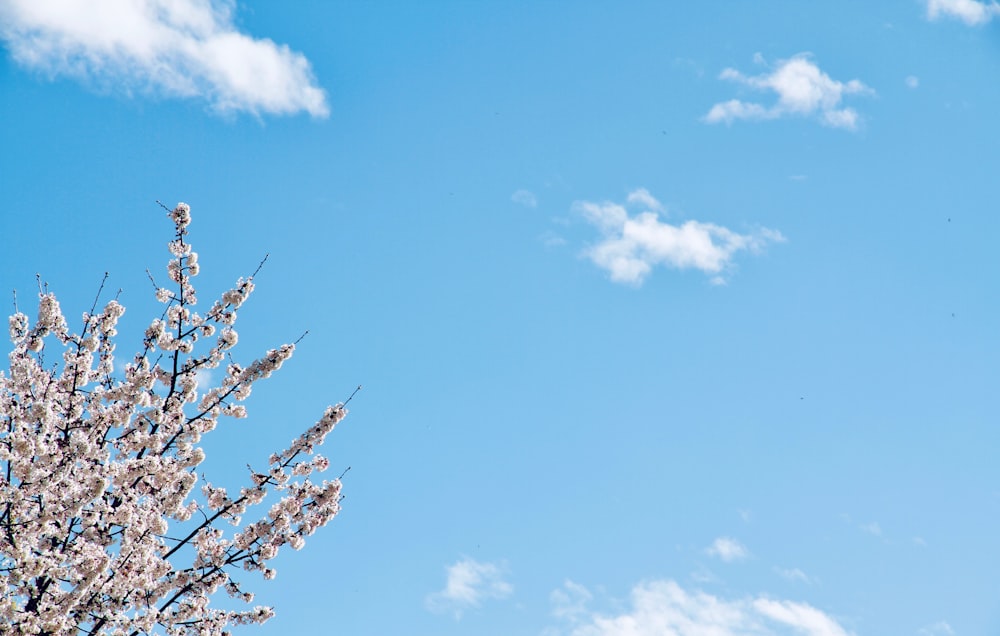 a tree with lots of white flowers in front of a blue sky