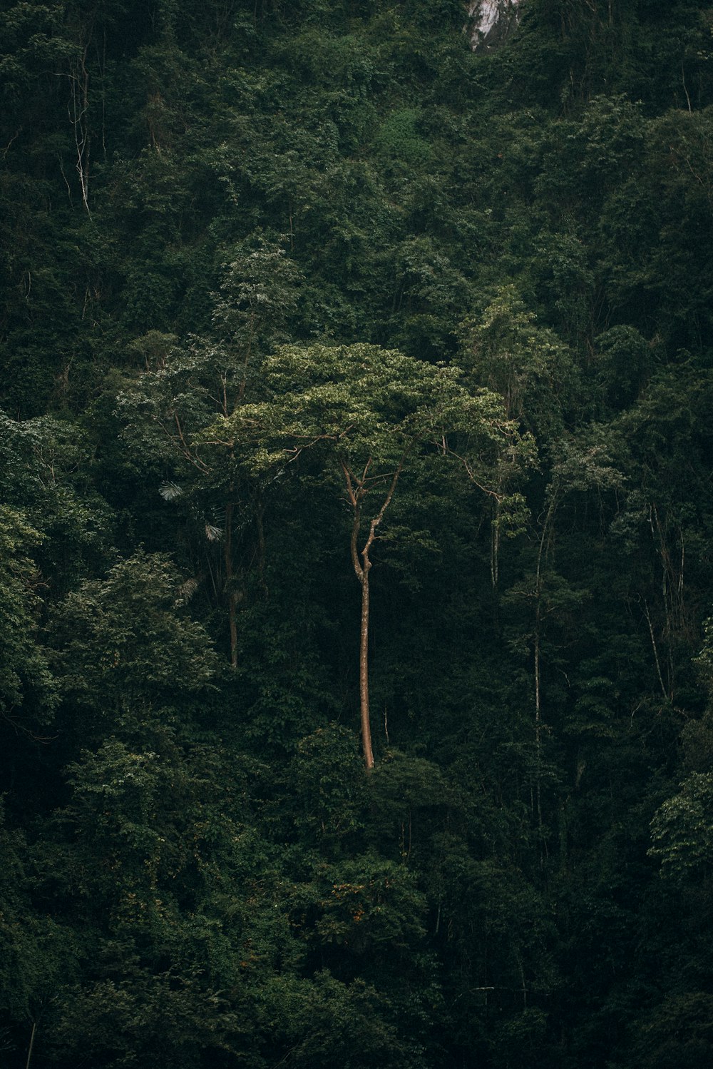 a forest filled with lots of green trees