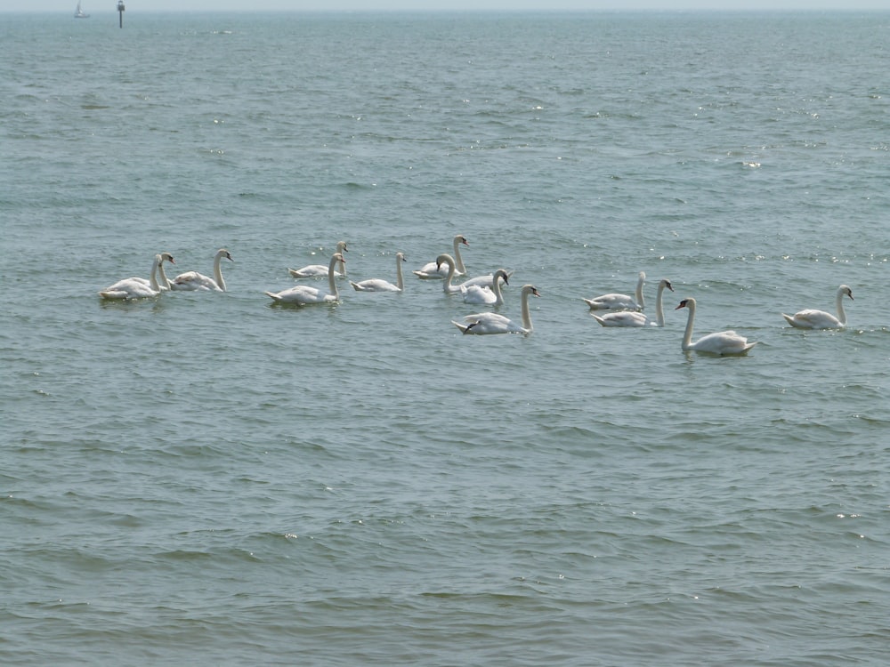 a flock of birds floating on top of a body of water