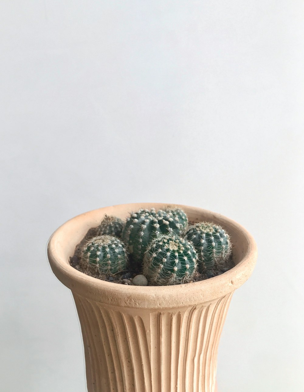a small cactus in a white ceramic pot