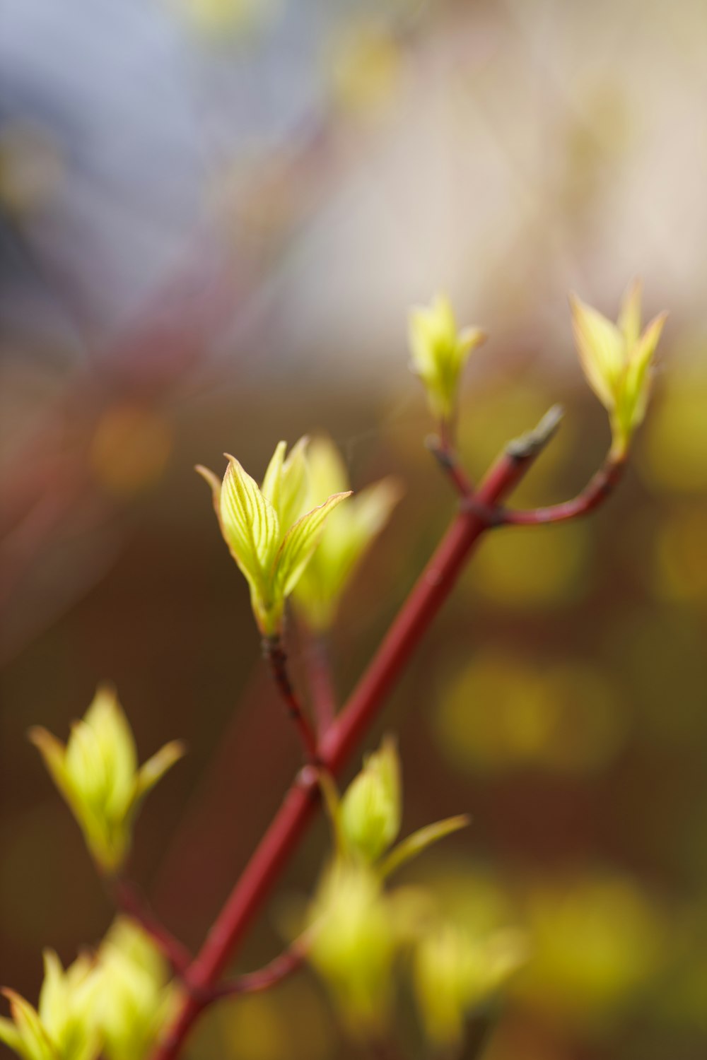 a close up of a plant with small leaves