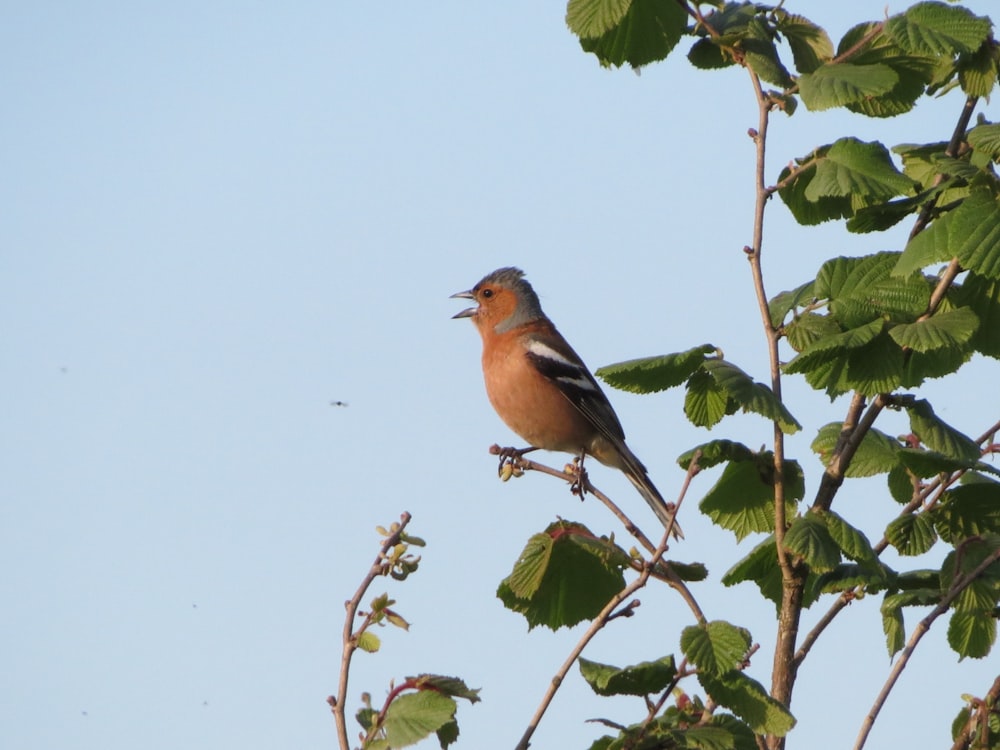 a bird sitting on top of a tree branch