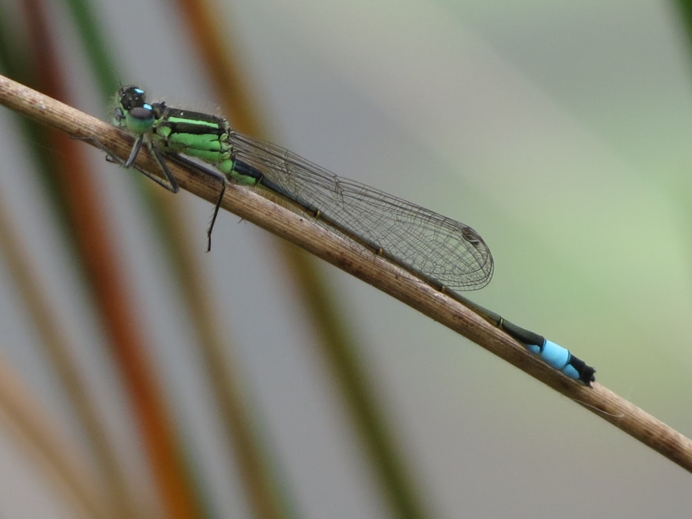 a blue and green dragonfly resting on a twig