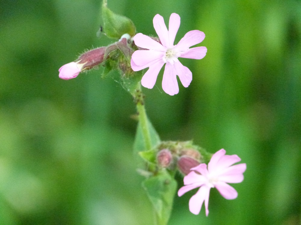 a close up of a small pink flower