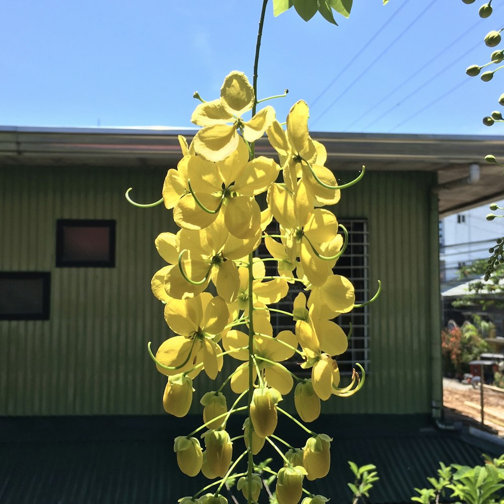 a bunch of yellow flowers hanging from a tree