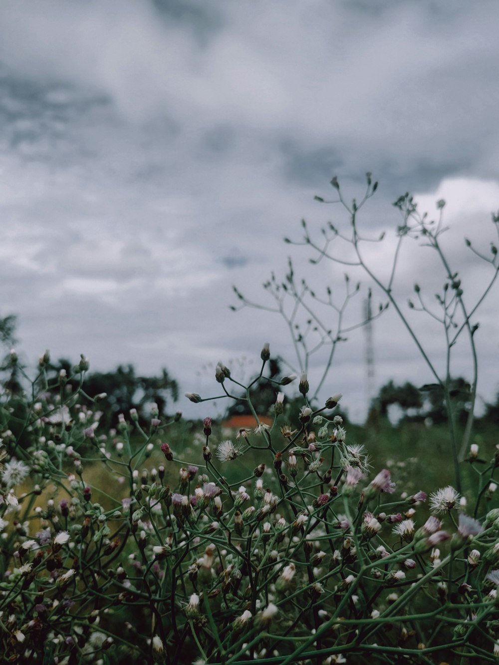 a field of flowers with a cloudy sky in the background