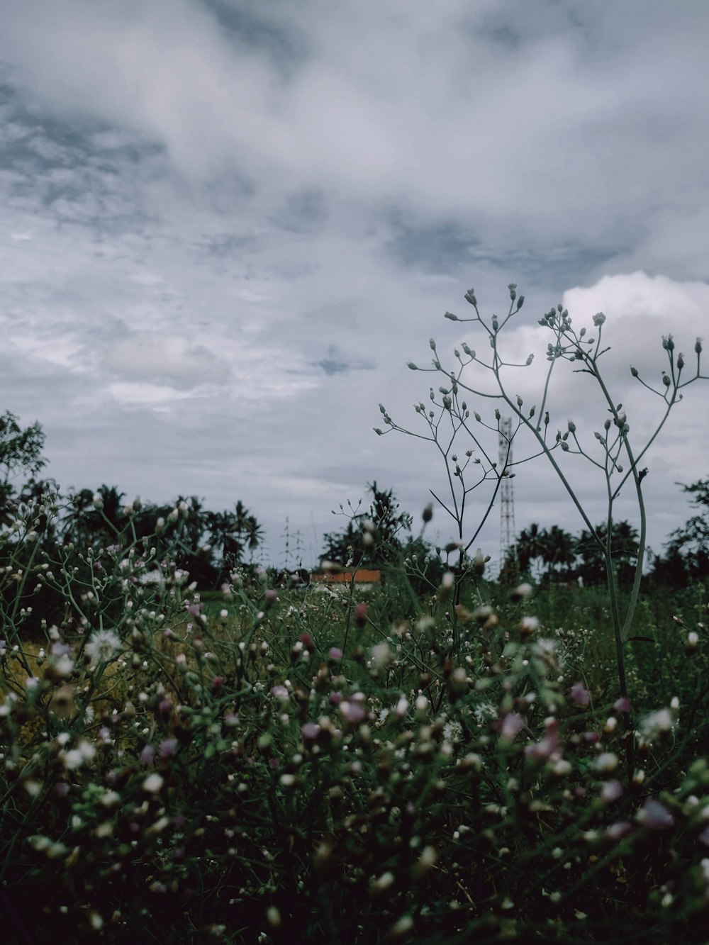 a field full of flowers under a cloudy sky