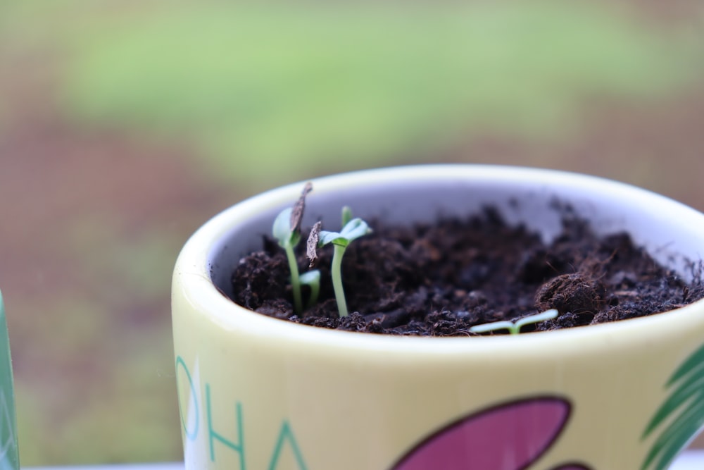 a small plant is growing out of a coffee cup