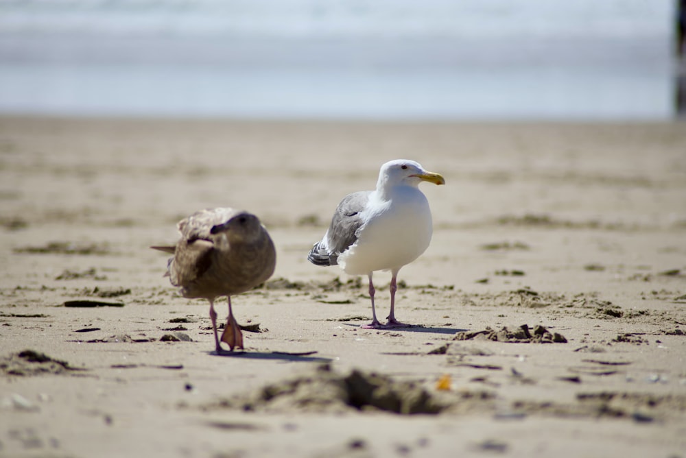 two seagulls are standing on the sand at the beach