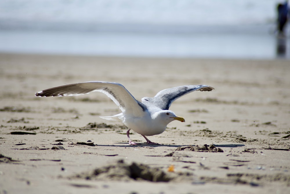 a seagull landing on the beach with its wings spread