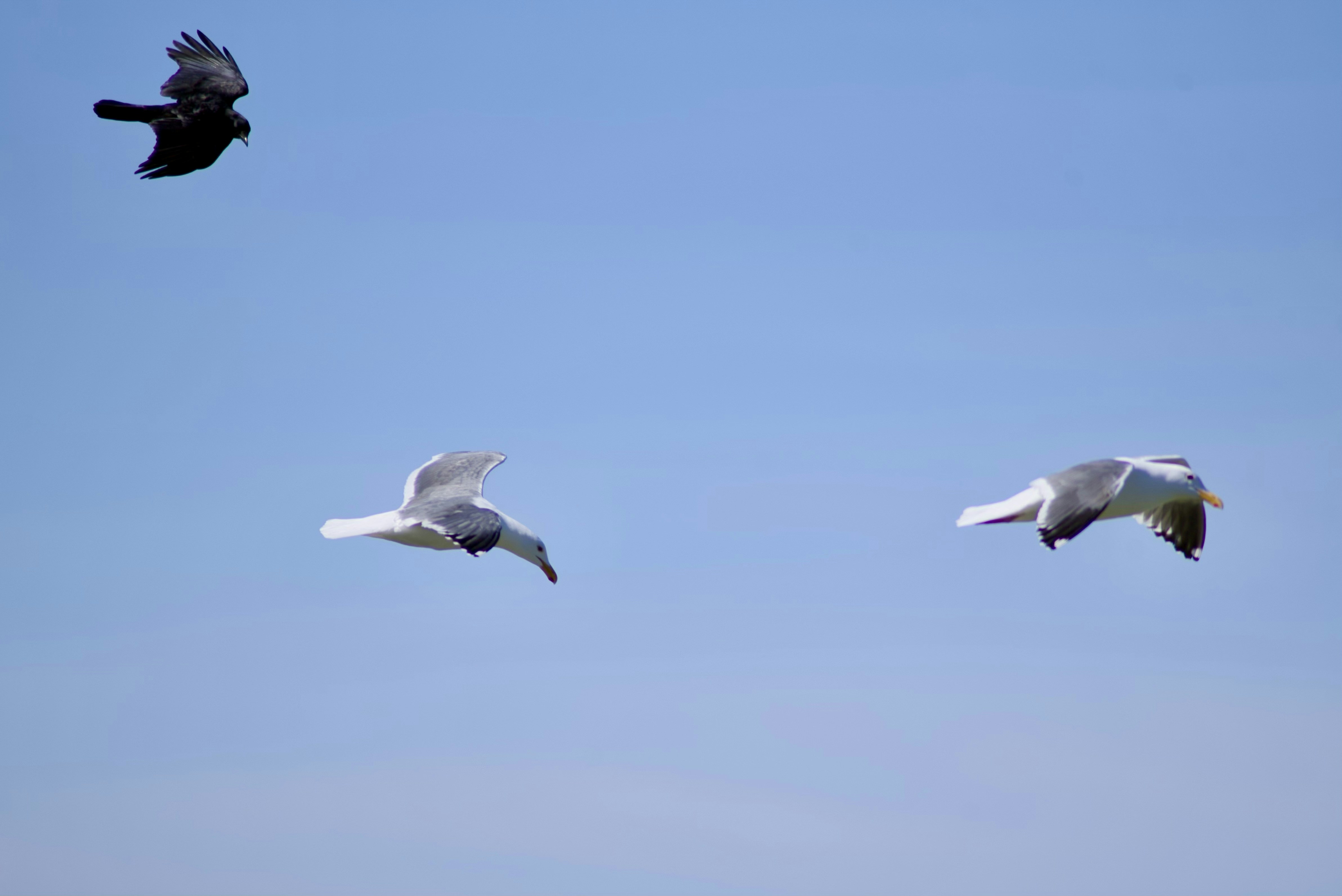 uno stormo di uccelli che volano attraverso un cielo azzurro