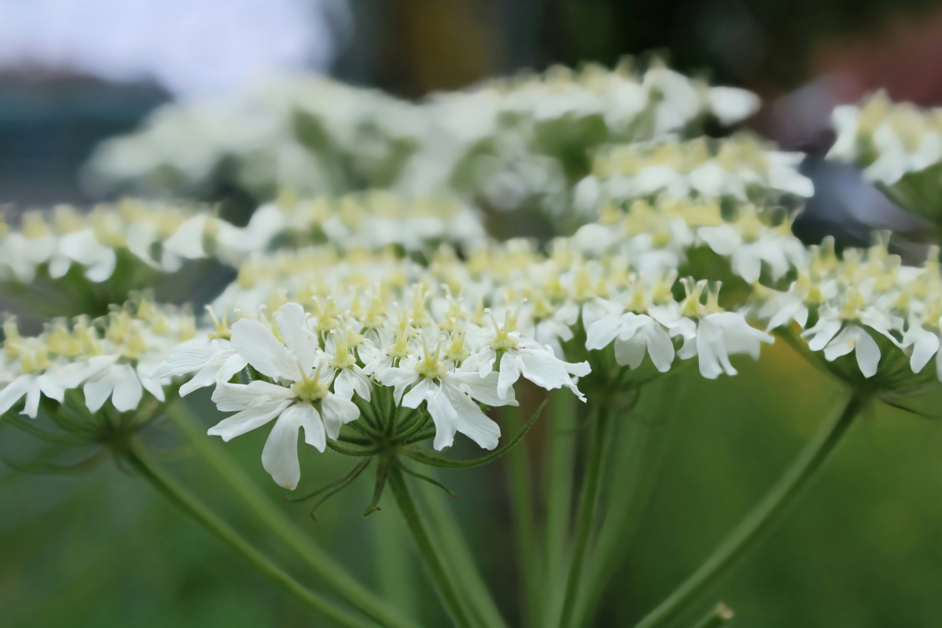 Photo by aurore_grbr