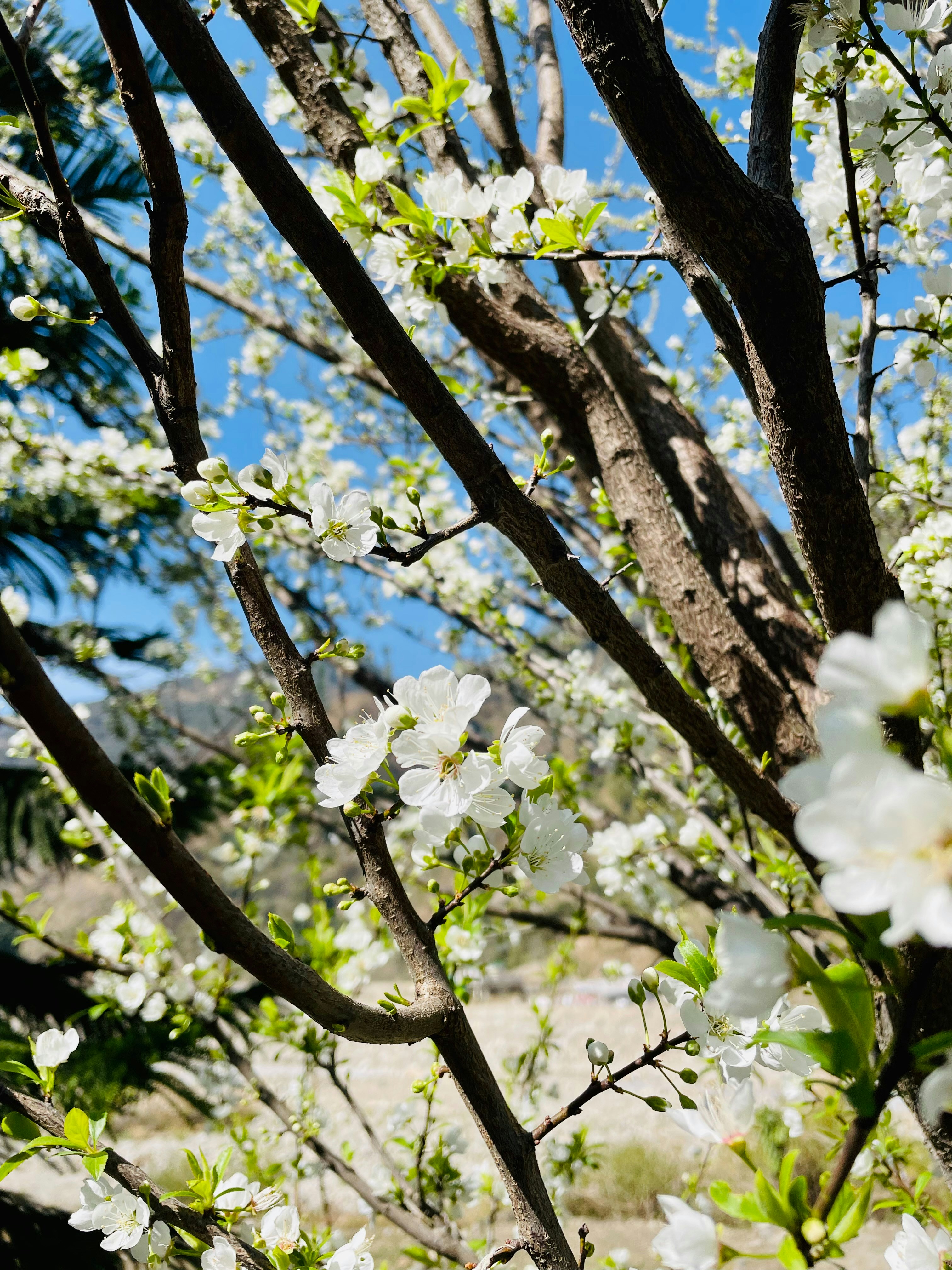 Photo by pratibhachauhan99