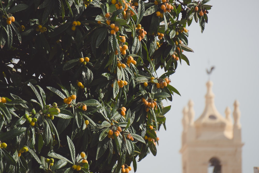 a tree with orange berries in front of a church steeple