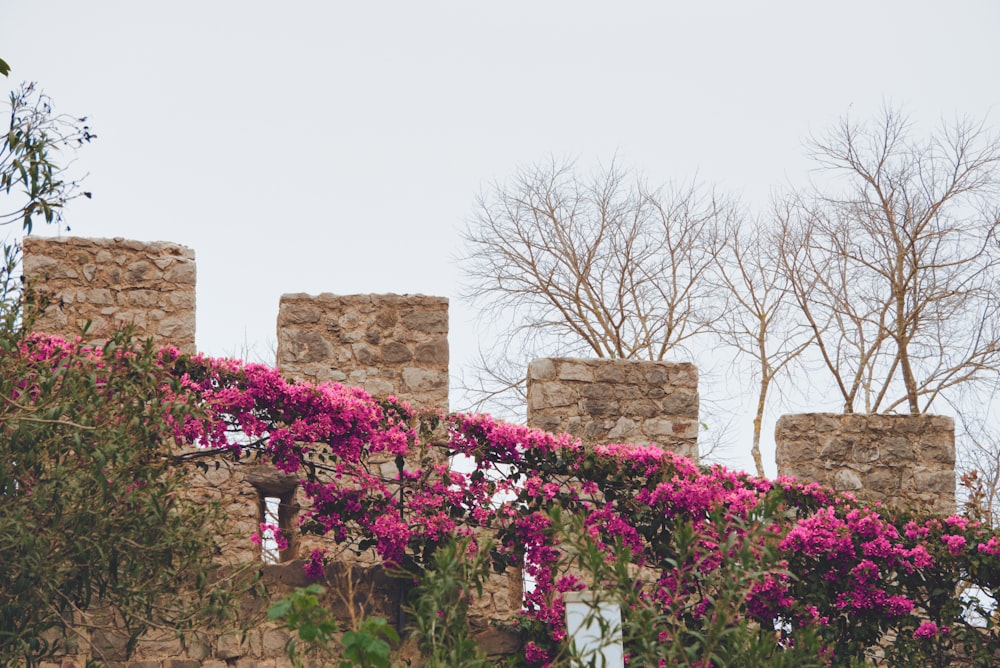 a stone wall with pink flowers growing on it