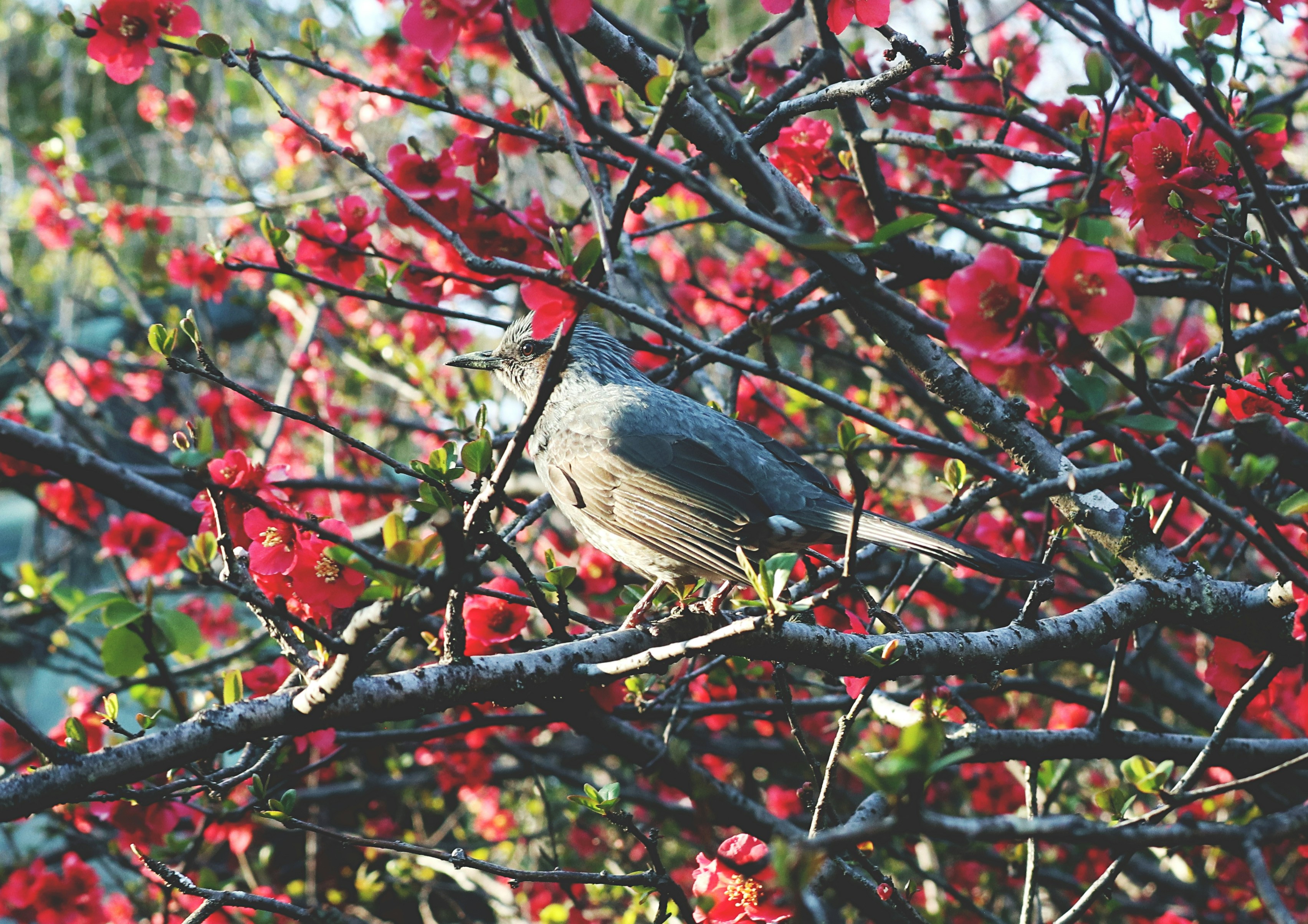 a bird sitting on a branch of a tree with red flowers