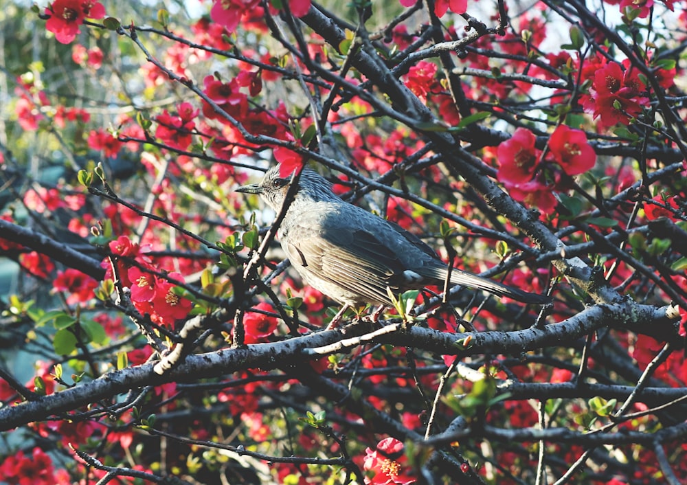 a bird sitting on a branch of a tree with red flowers