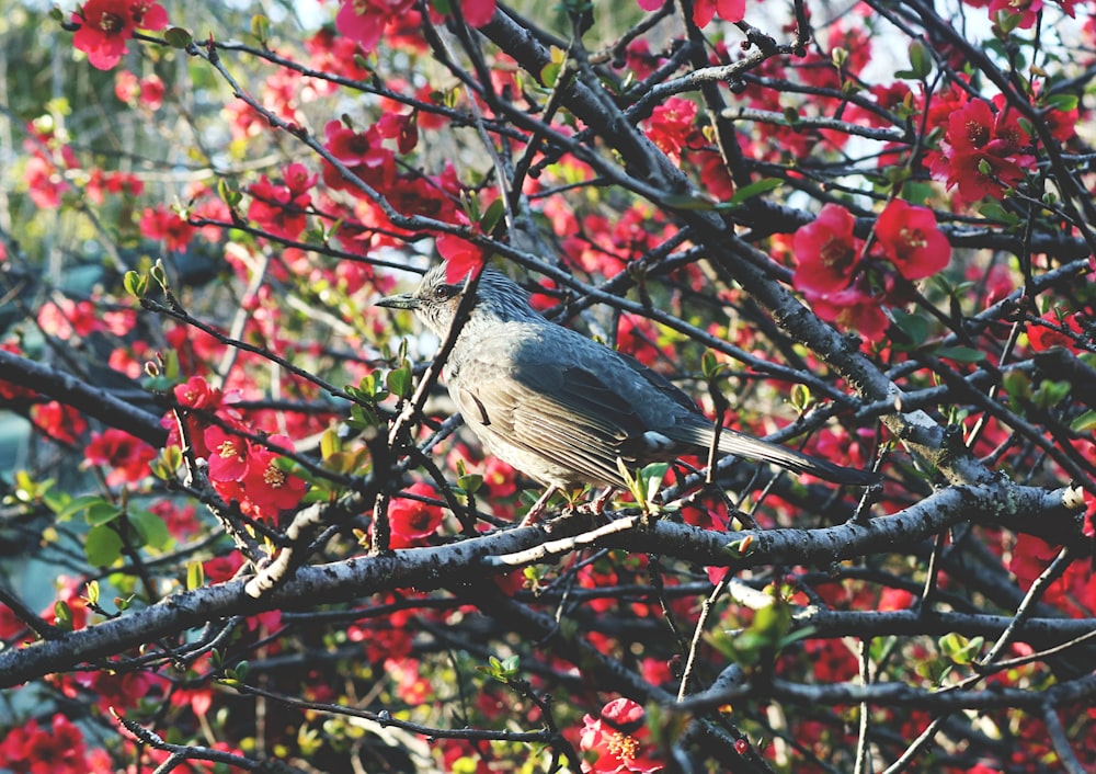 ein Vogel, der auf einem Ast eines Baumes mit roten Blüten sitzt