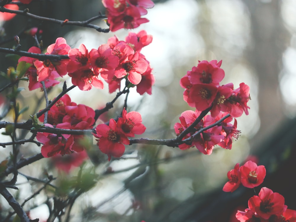 a bunch of red flowers that are on a tree