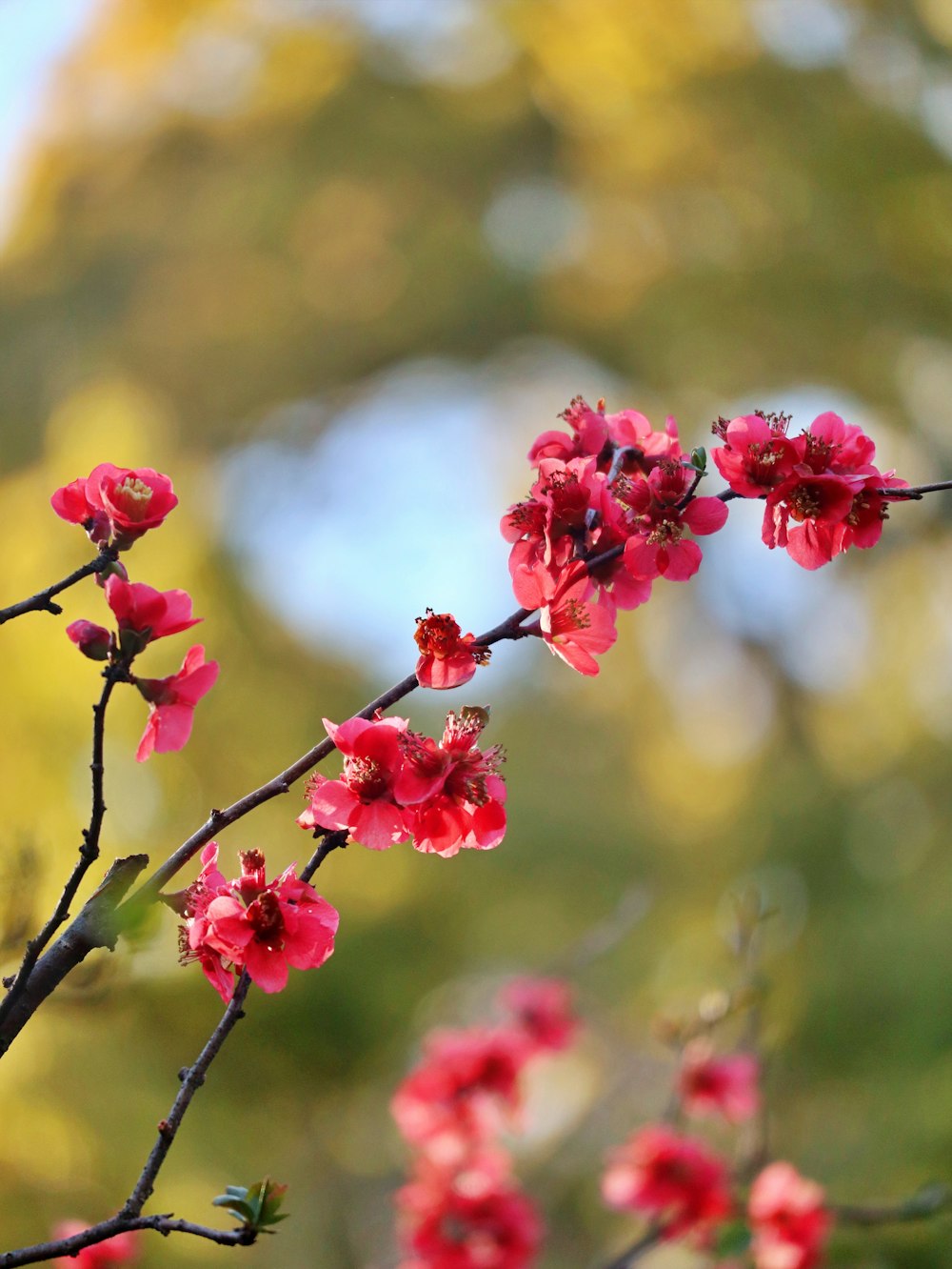 a branch of a tree with red flowers