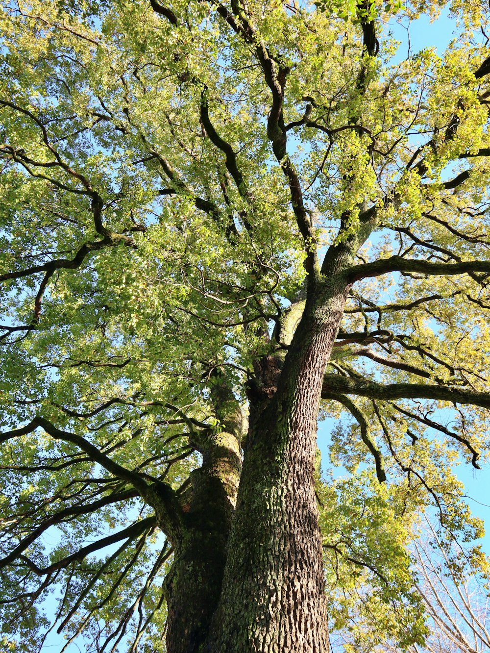 a tall tree with lots of green leaves