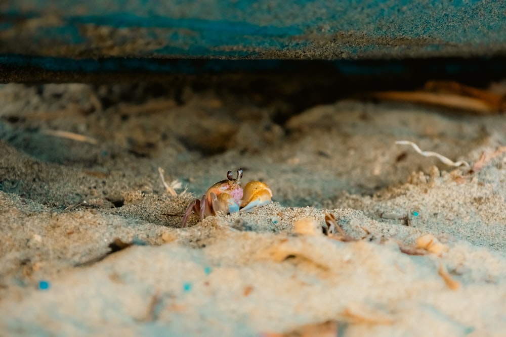 a crab crawling on the sand under a car