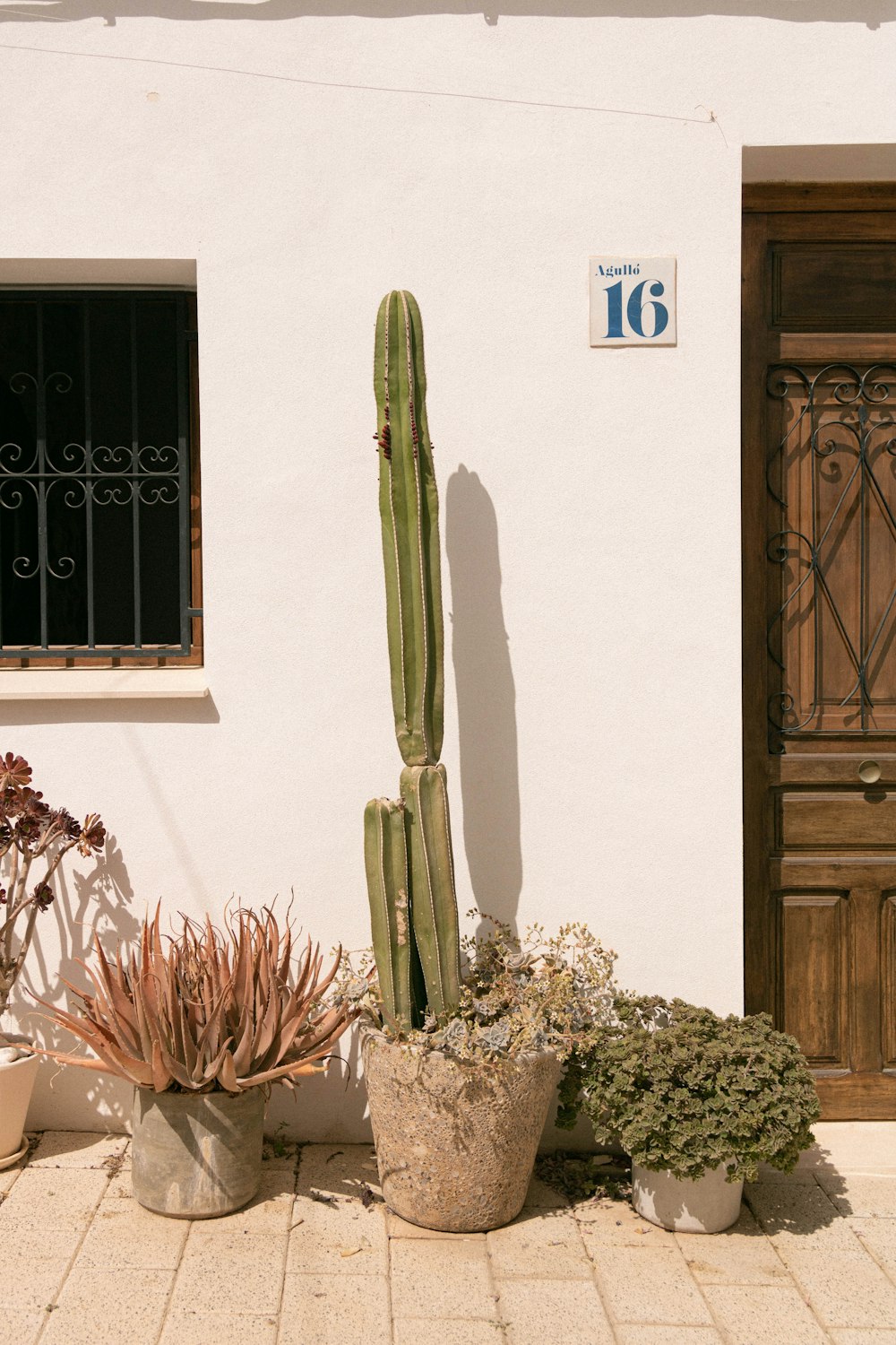 una casa con un cactus y otras plantas frente a ella