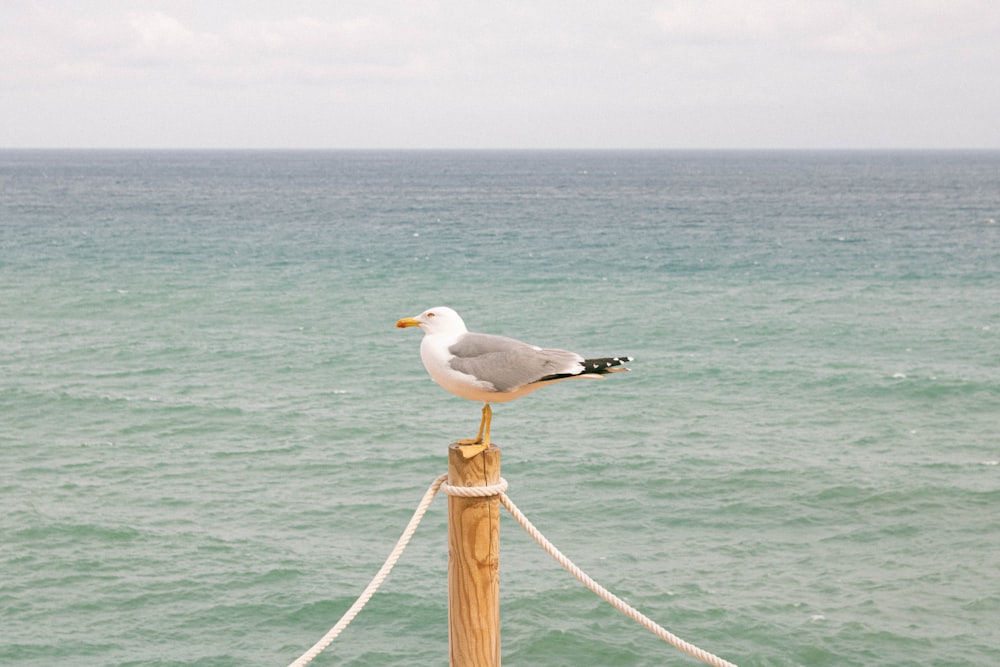 a seagull sitting on top of a wooden post next to the ocean