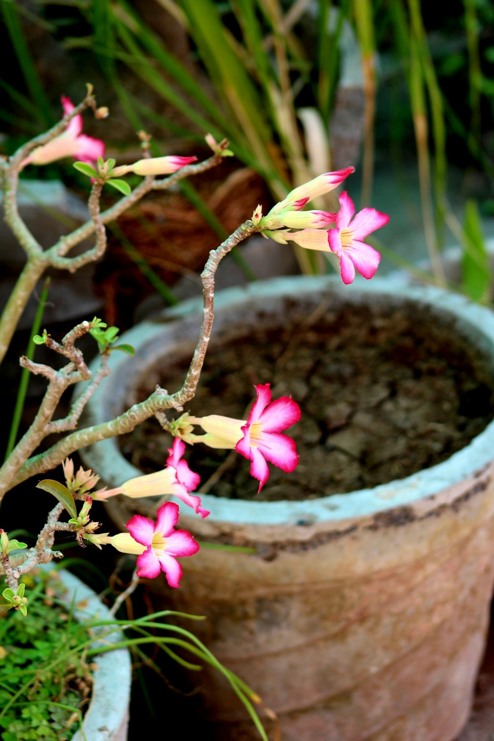 a potted plant with pink flowers in it