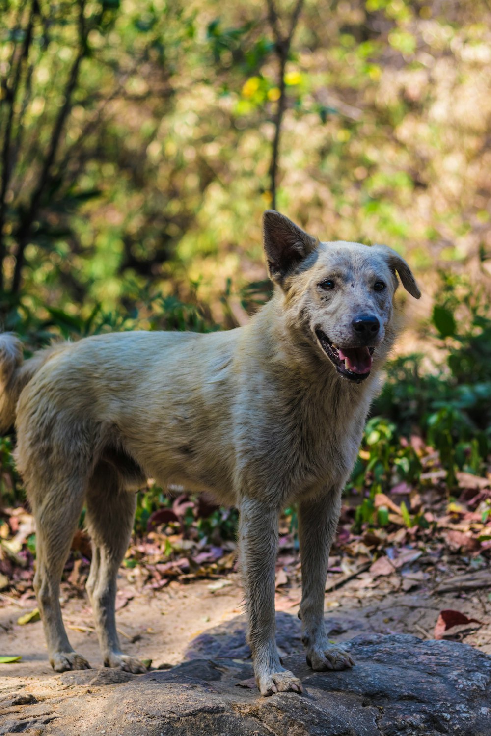 a dog standing on a rock in the woods