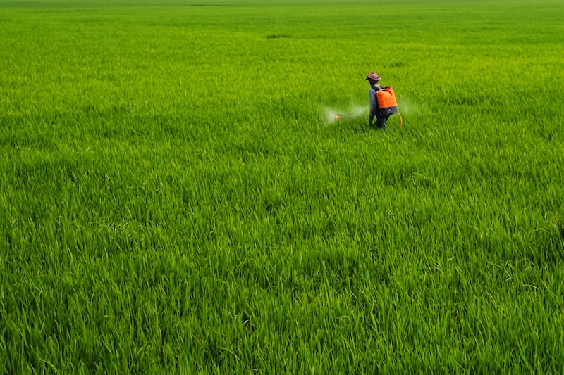 A person spraying pesticide on a green field