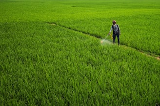 a person spraying pesticide on a green field
